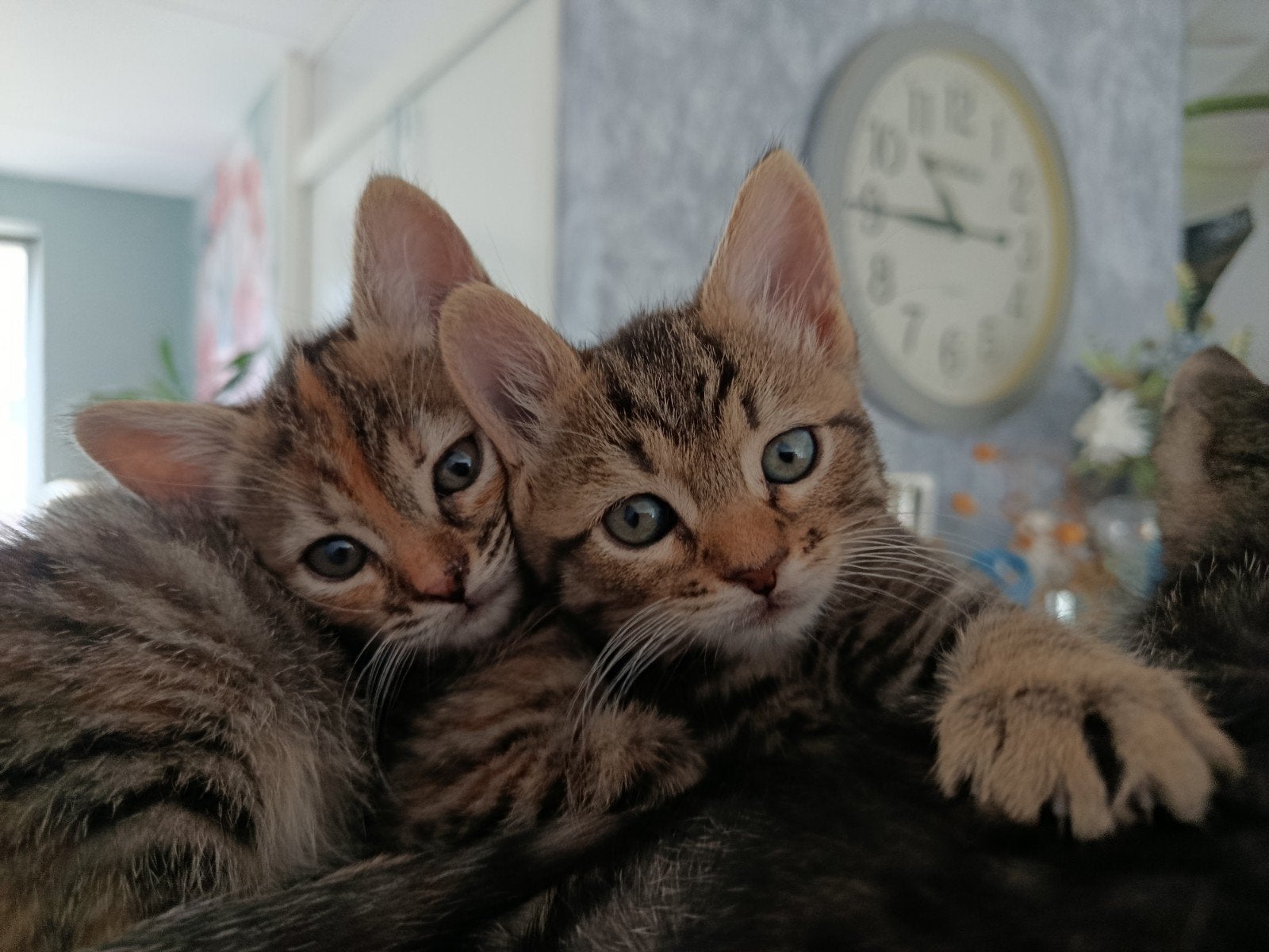 Kruising bobtail poes en Europese Korthaar mogen verhuizen., Meerdere dieren, Ontwormd, 0 tot 2 jaar