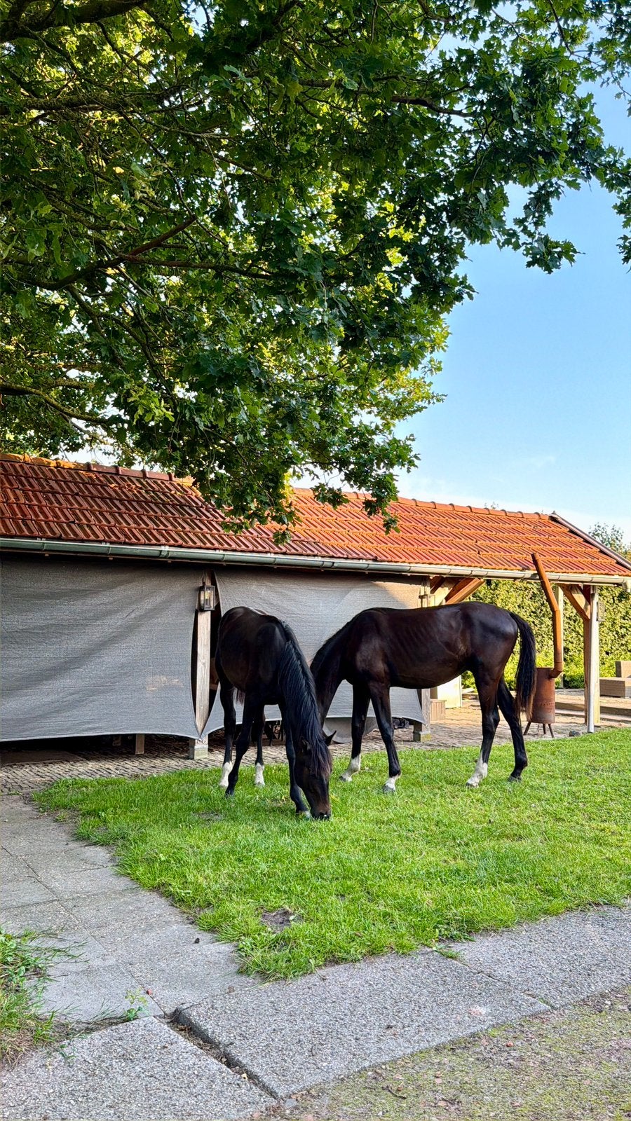 Weiland gezocht voor 4 jonge ruinen, Weidegang, 4 paarden of pony's of meer