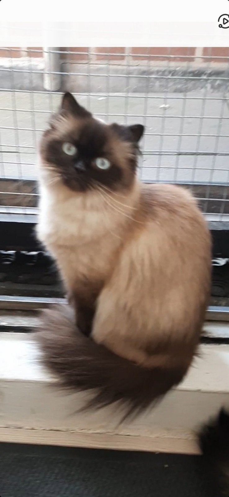 heilig birmaan poesje, Poes, Gechipt, 3 tot 5 jaar
