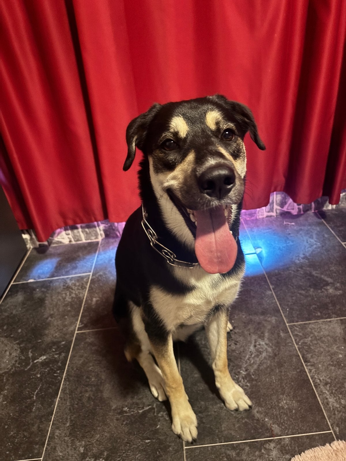 Kruising husky, Dieren en Toebehoren, Honden | Niet-rashonden, 15 weken tot 1 jaar, CDV (hondenziekte), Teef, Eén hond
