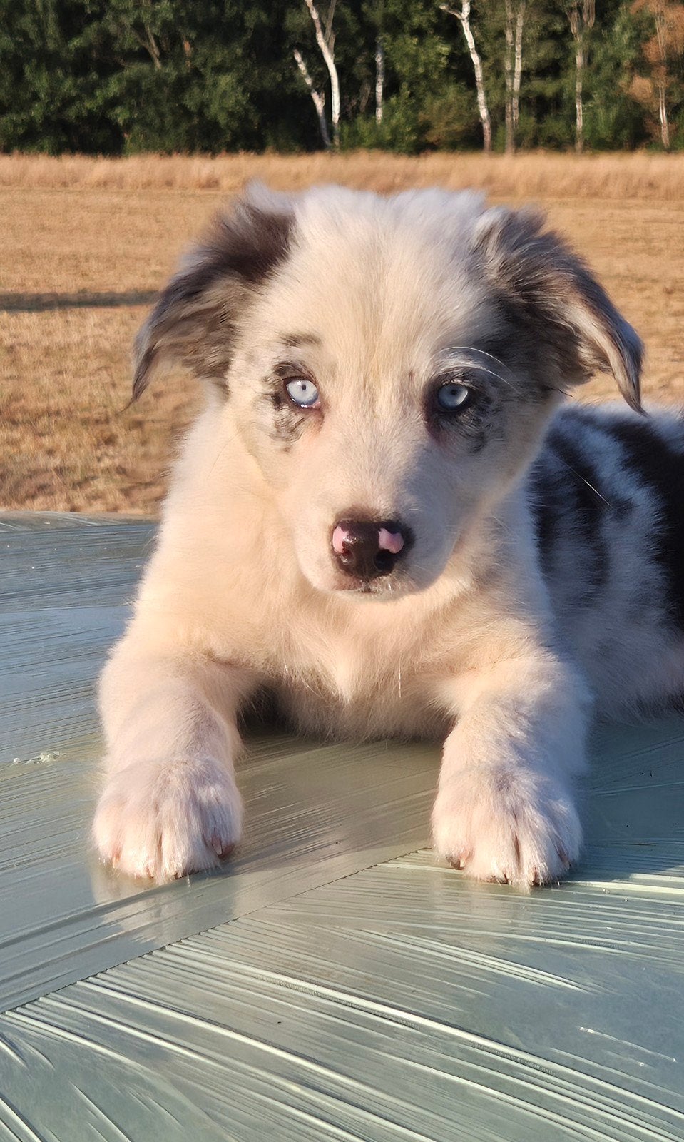 Super leuke Border collie x Australian shepherd pups, Dieren en Toebehoren, Honden | Niet-rashonden, Parvo, 8 tot 15 weken, Meerdere