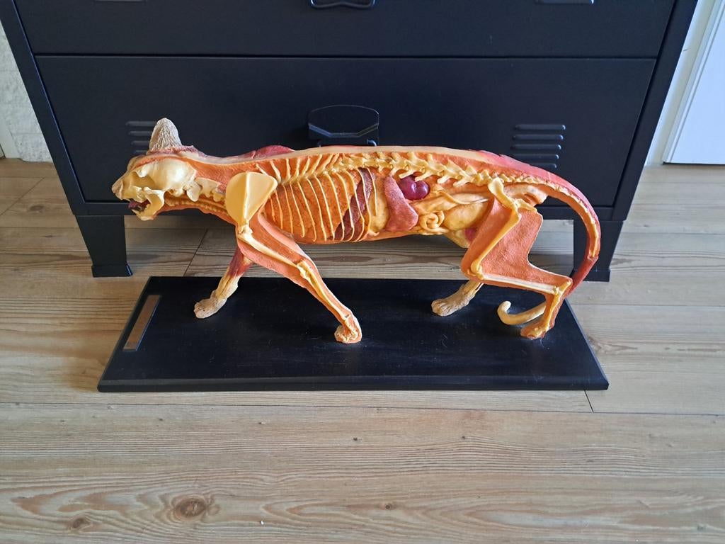 Vintage Anatomisch Kattenbeeld - Felis Catus, Ophalen of Verzenden