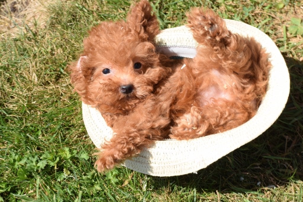Poedel pups mooi klein blijvend, Poedel, België, 8 tot 15 weken, Meerdere