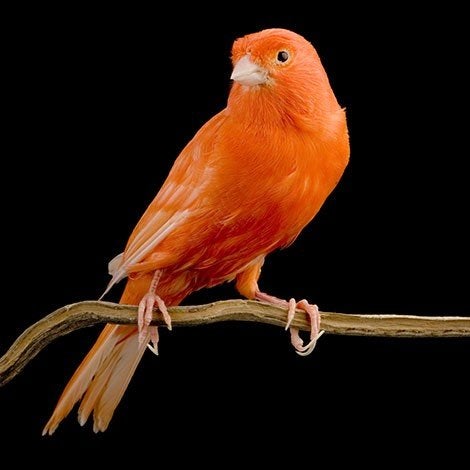 Gezocht: oranje kanarie pop, Dieren en Toebehoren, Vogels | Kanaries, Vrouwelijk, Kleurkanarie