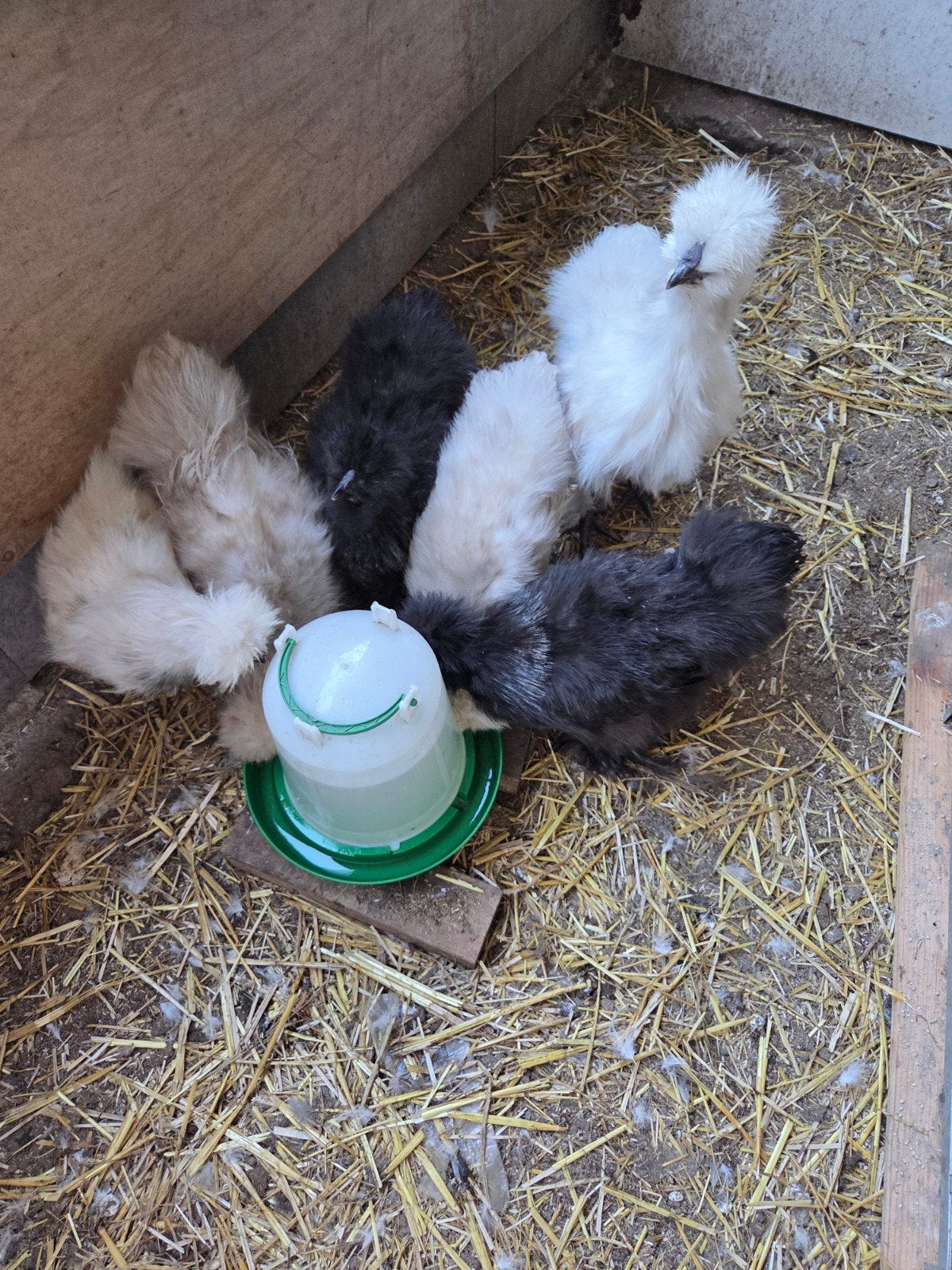 Zijdehoen haan, Dieren en Toebehoren, Pluimvee, Mannelijk, Kip