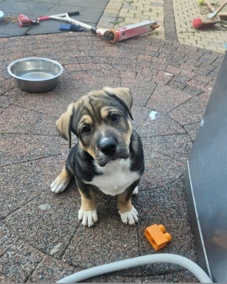 old english bulldog x akita puppy, Reu, 8 tot 15 weken, Eén hond, Nederland