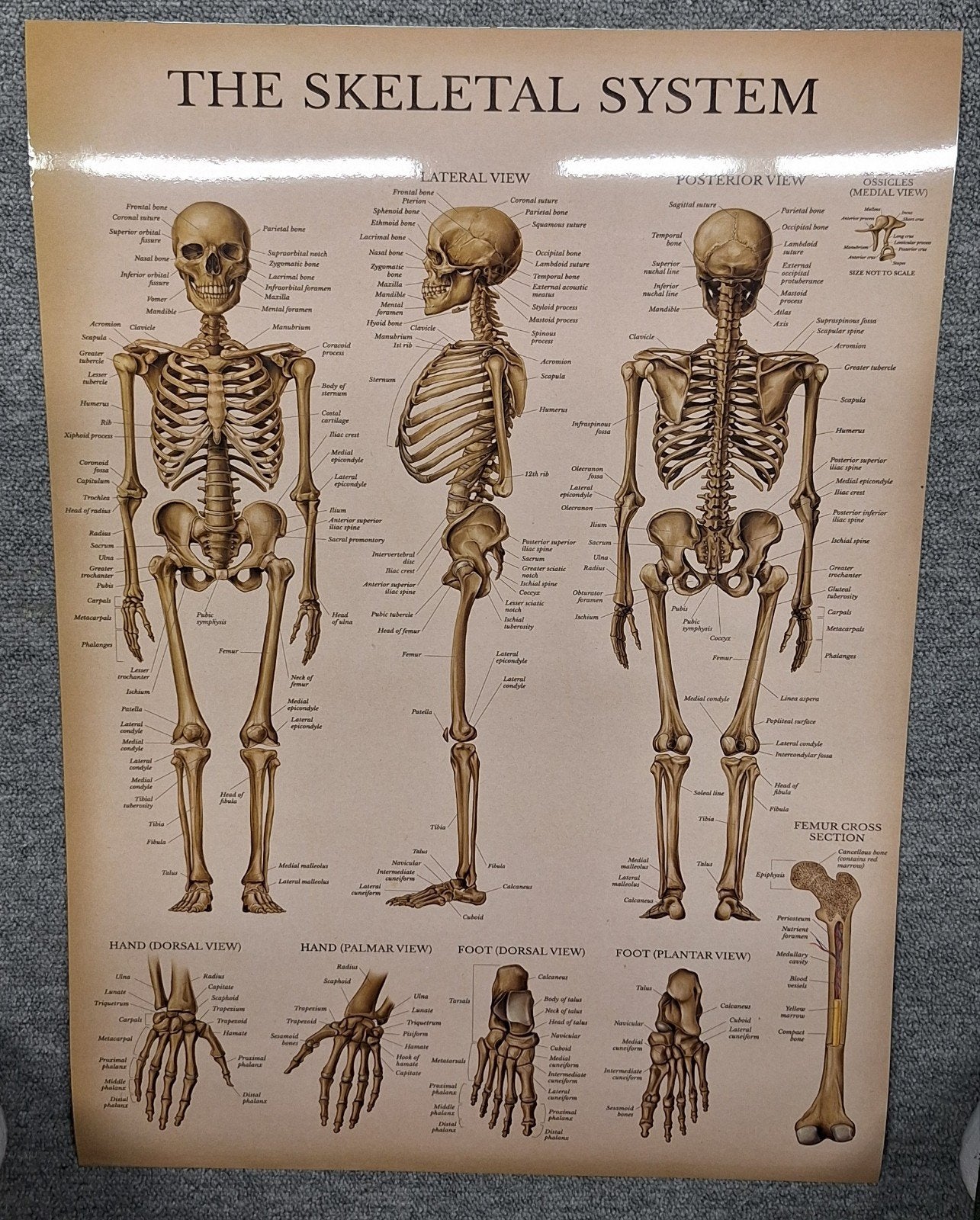 Anatomie posters: Skelet, Spieren, Wervelkolom, Gewrichten, Ophalen of Verzenden, Nieuw, Onbekend, Natuurwetenschap