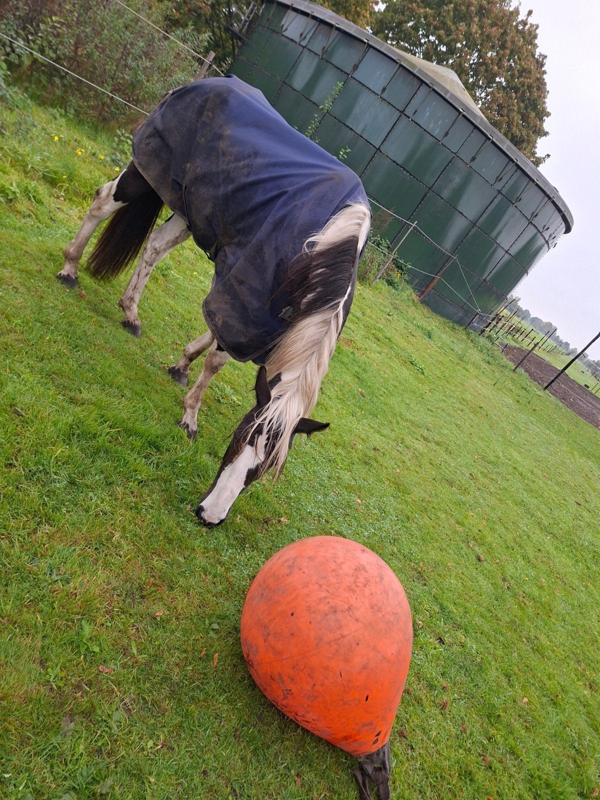 2x bolfender te gebruiken als speelbal voor paard, Ophalen