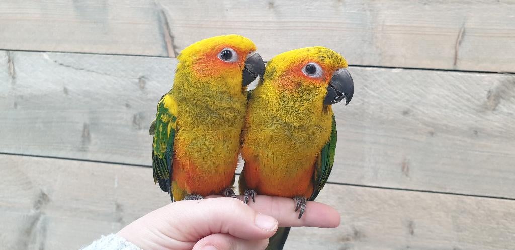 Jonge Baby Zonparkieten | Handtam | Aanhankelijk | Lief, Dieren en Toebehoren, Vogels | Parkieten en Papegaaien, Meerdere dieren