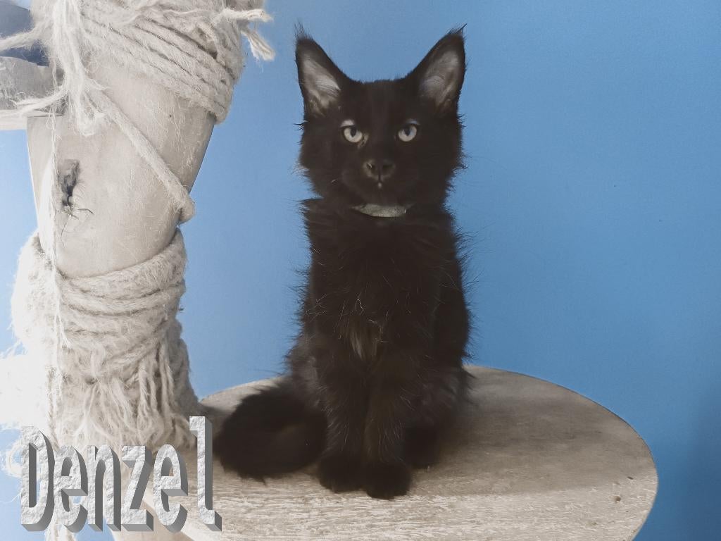Maine Coon kittens met stamboom, Meerdere dieren, Langharig, 0 tot 2 jaar