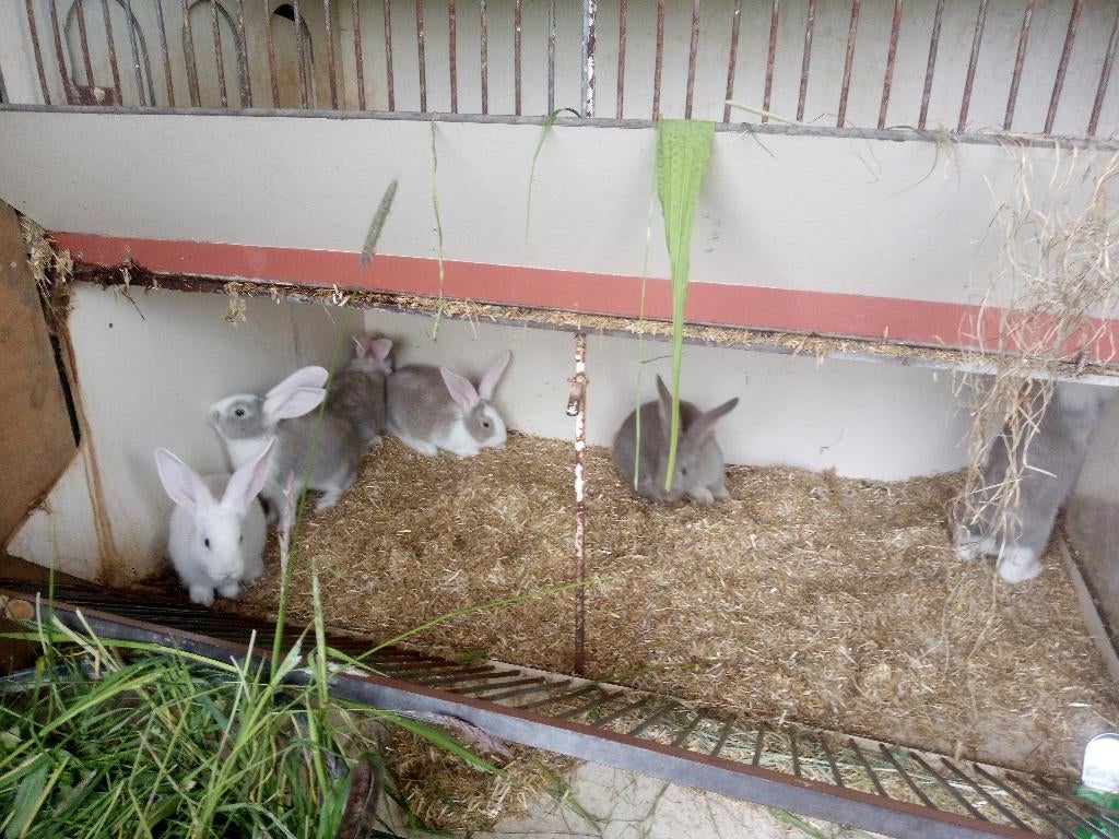 6 Vlaamse reus ramen, Dieren en Toebehoren, Konijnen, Mannelijk, Groot, 0 tot 2 jaar