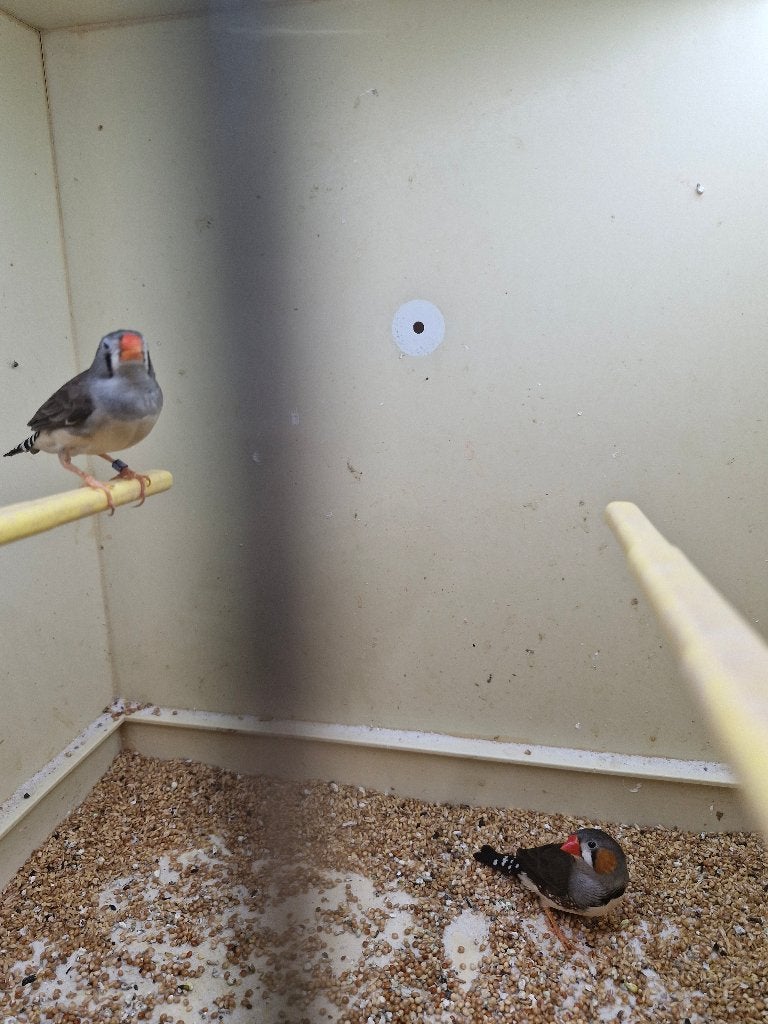 Koppel timor zebravink, Dieren en Toebehoren, Meerdere dieren, Tropenvogel, Geringd