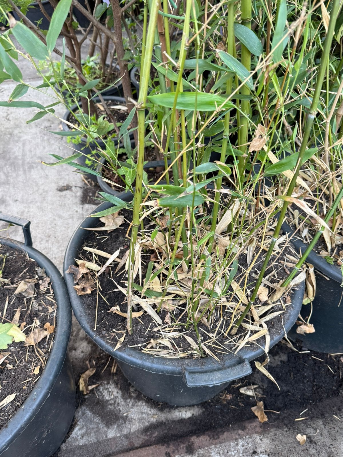 Bamboe grote kuip hoog 3tot 4 meter vol nieuwe  takken, Volle zon, Vaste plant, Bloeit niet, Ophalen