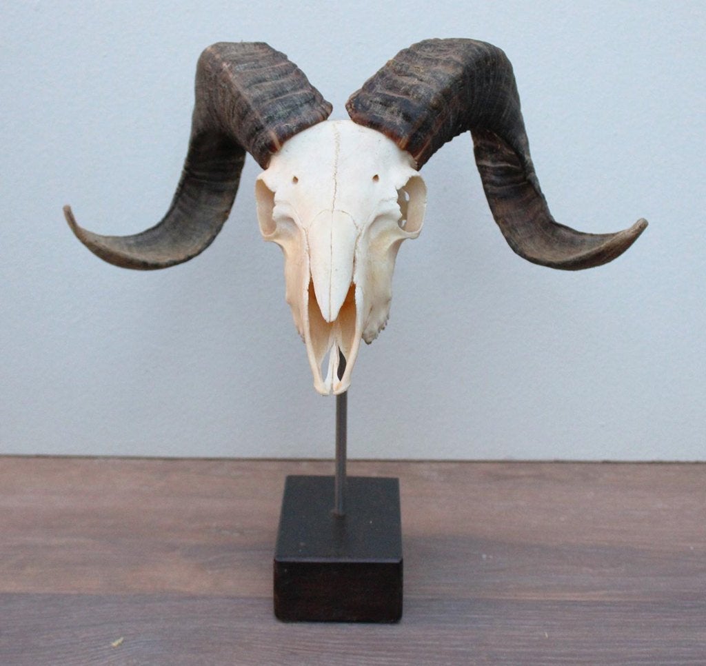 RAM SCHEDEL op houten sokkel - ref. C (gewei), Ophalen of Verzenden, Nieuw, Hert, Schedel