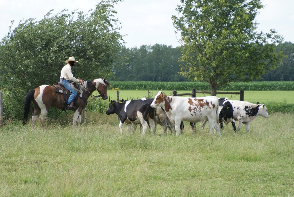 Unieke Paint merries - western paarden, Dieren en Toebehoren, Paarden, Merrie, Met stamboom, Minder dan 160 cm, Niet van toepassing