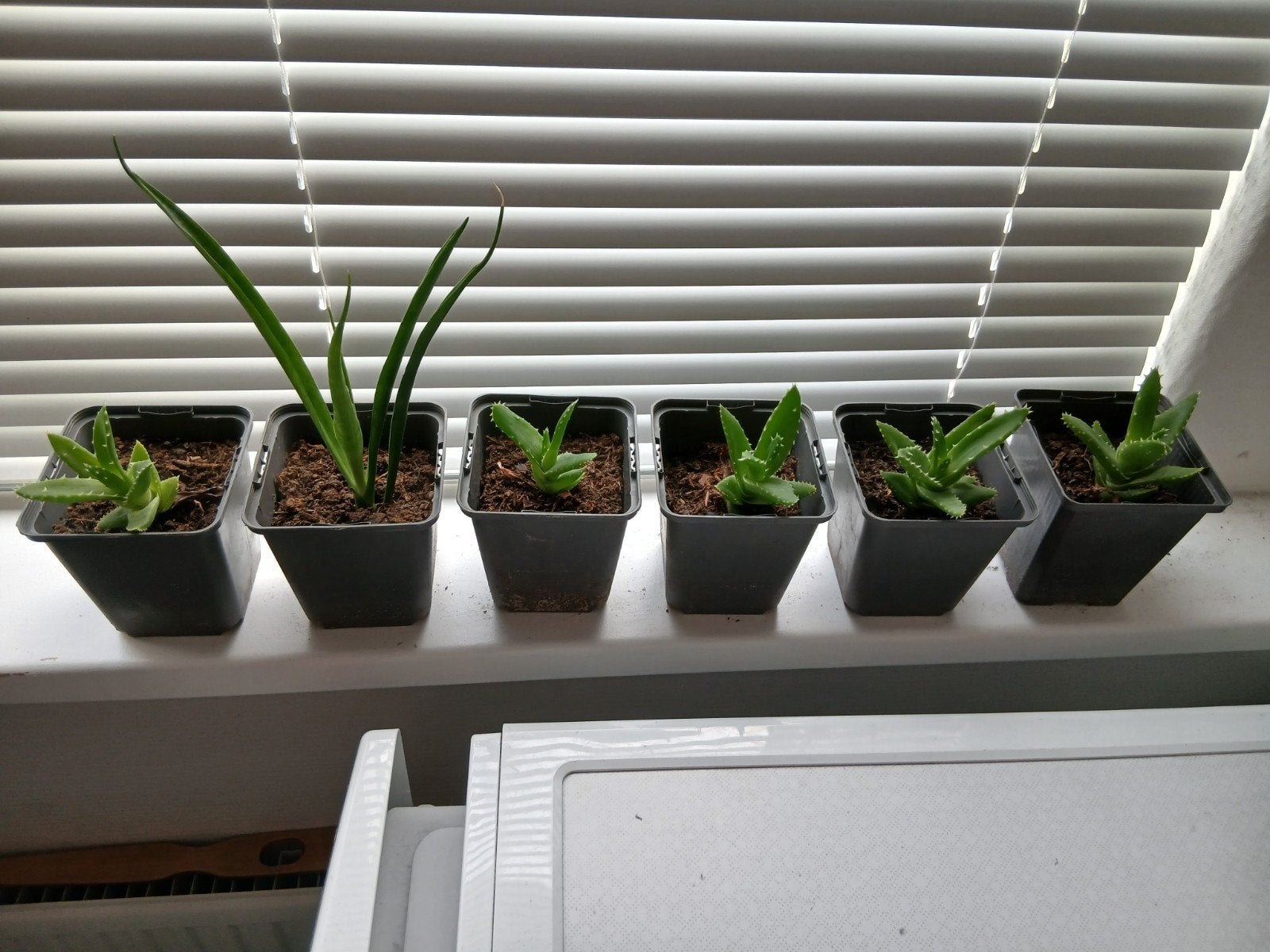 Plant jonge kamerplantjes vetplantjes Nu 3 voor 1,50, Ophalen, Vetplant, Halfschaduw, Minder dan 100 cm