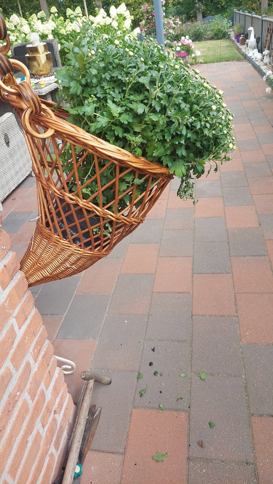 buitenplant met mand, Ophalen of Verzenden, Bloeit niet, Overige soorten, Halfschaduw