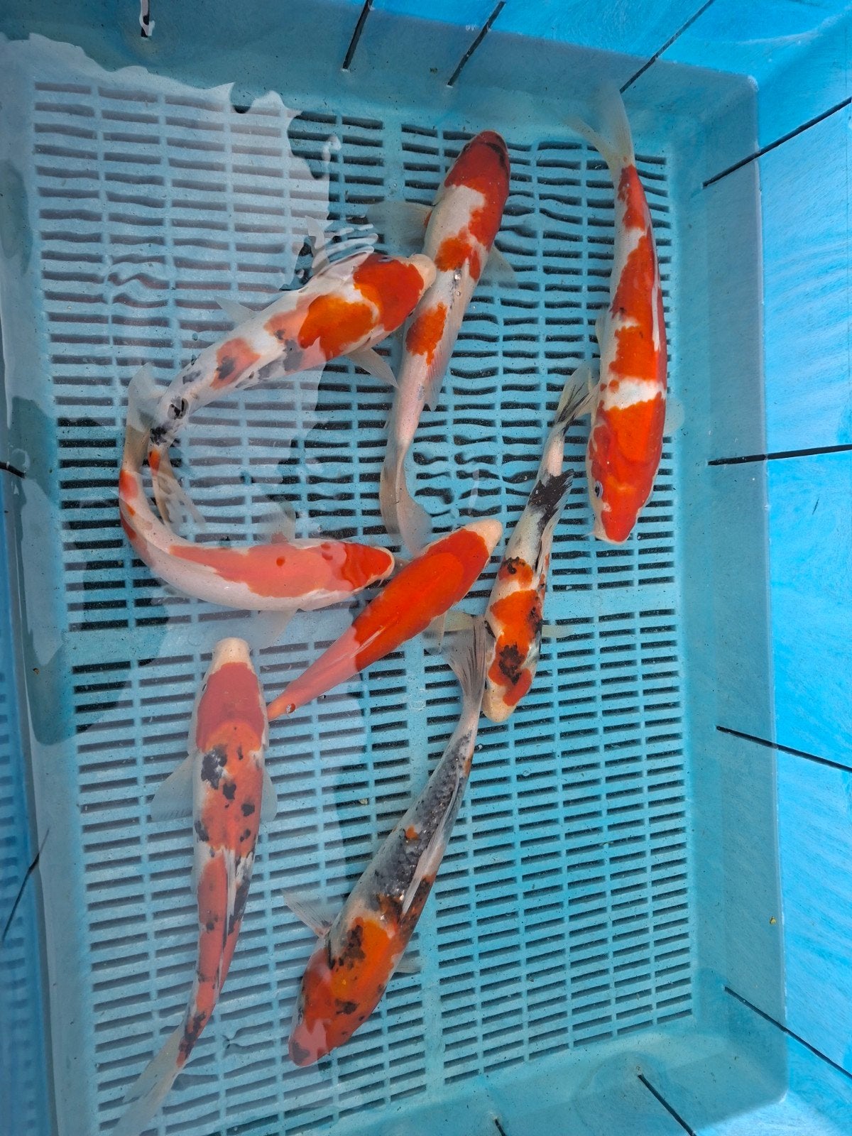 15 koi, Dieren en Toebehoren, Vissen | Vijvervissen