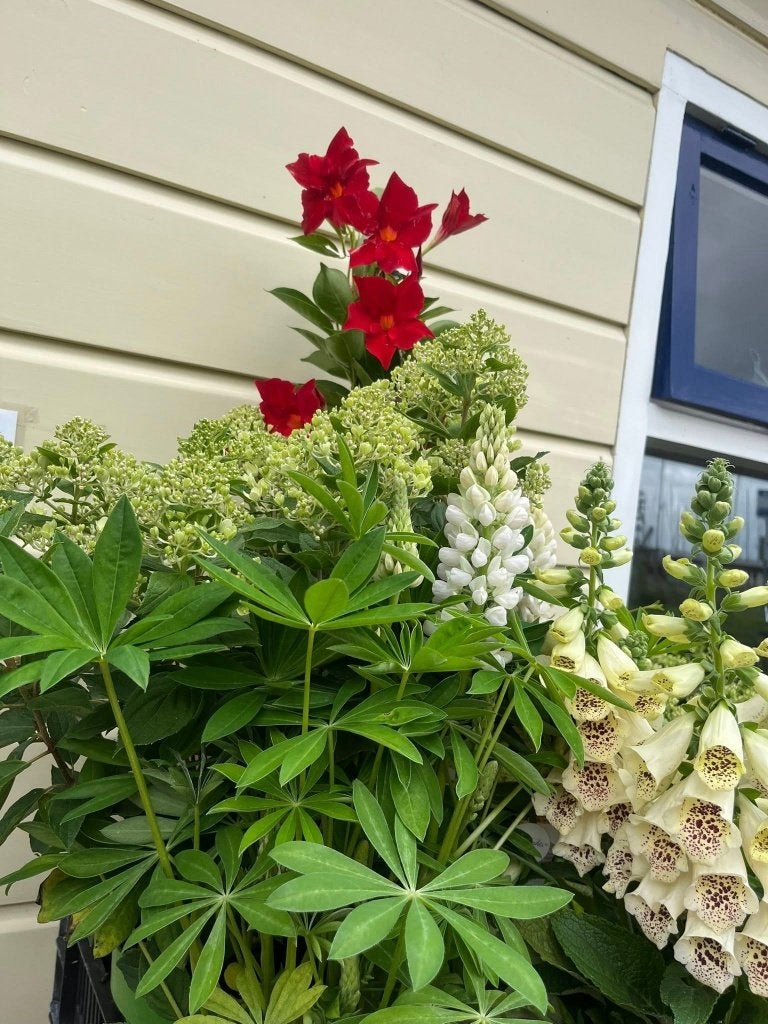 sterke (ook veel bio) tuinplanten - Amsterdam-noord, Tuin en Terras, Ophalen, Zomer, Overige soorten, Volle zon