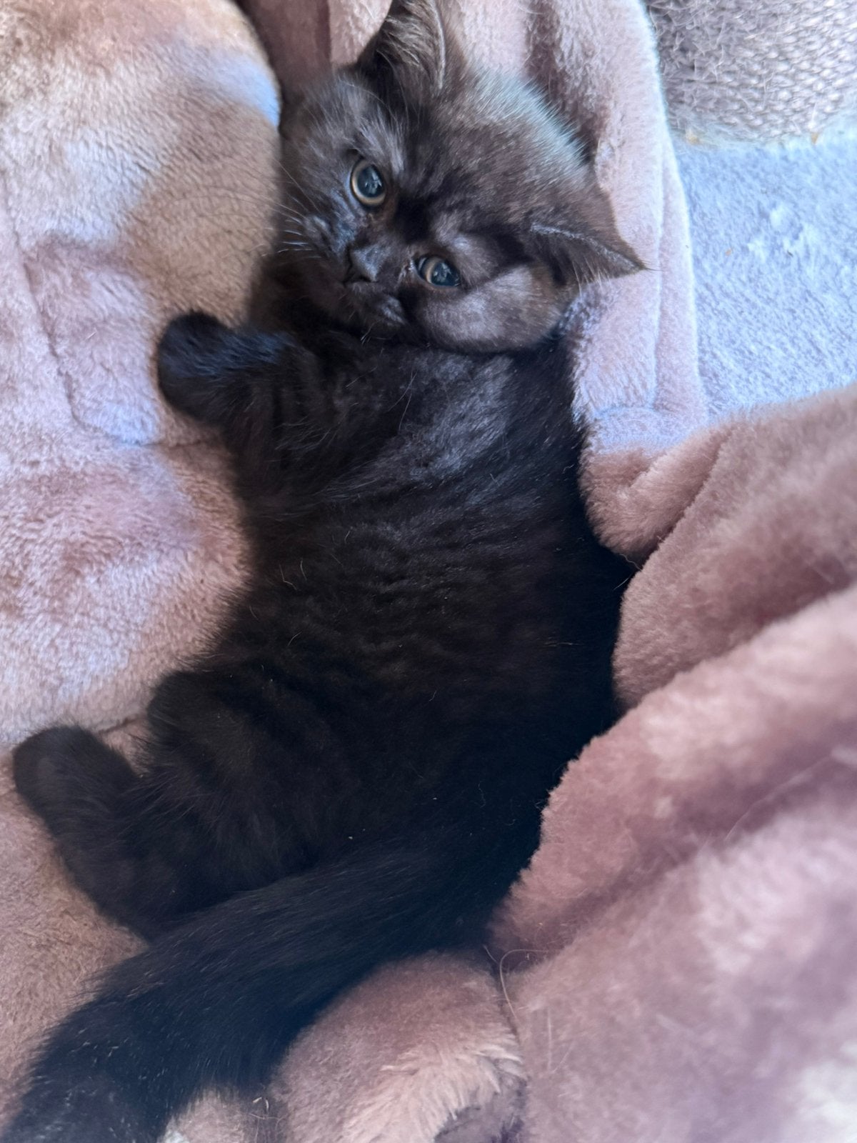 Britse Korthaar poesje te koop, Poes, Ontwormd