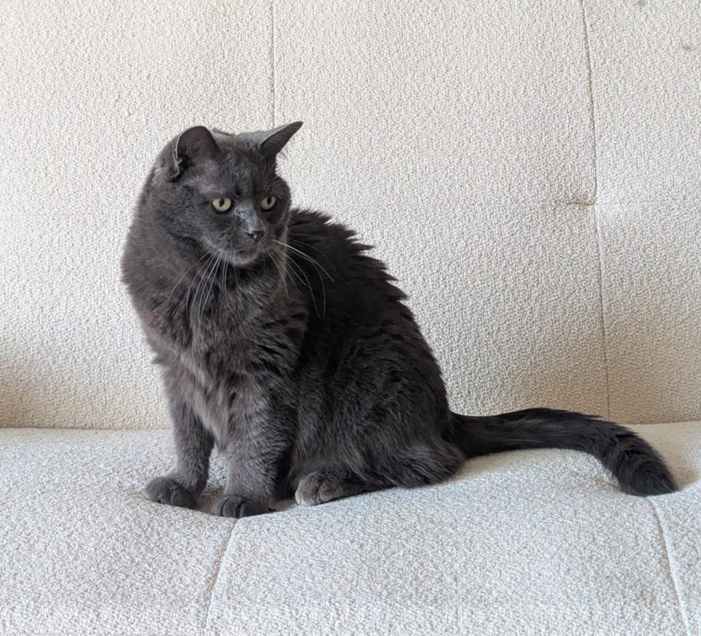 Vermiste kat effen grijs Vleuten, Kat