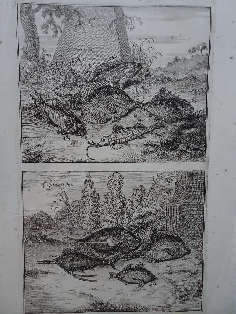 twee etsen tropische vissen nr 11, Indonesië, Elliger 1724, Antiek en Kunst, Origineel, Flora en Fauna, 1700 - 1799, Verzenden