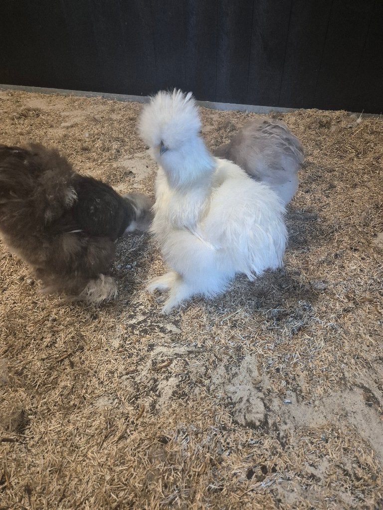 Zijdehoentjes  (hennen), Dieren en Toebehoren, Pluimvee, Vrouwelijk, Kip