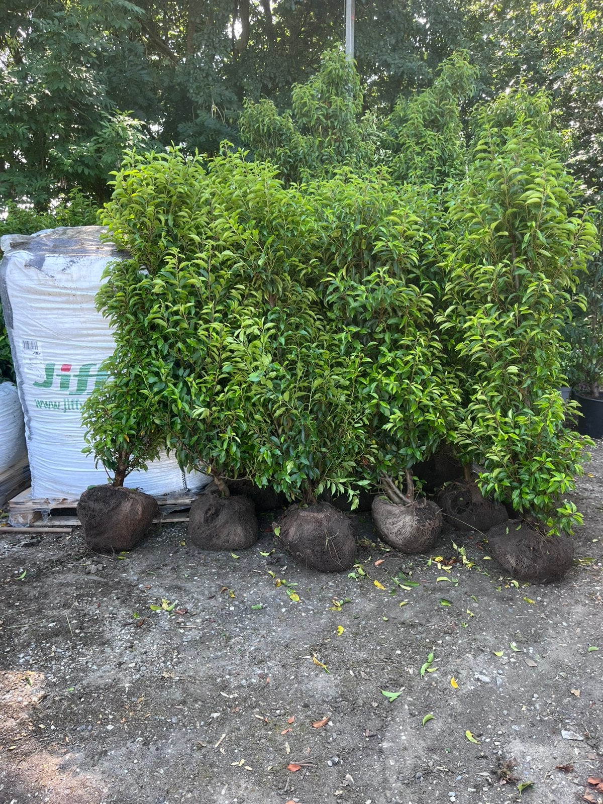Portugese laurier / verschillende maten / kwaliteit, Tuin en Terras, Planten | Struiken en Hagen, Ophalen of Verzenden, Laurier