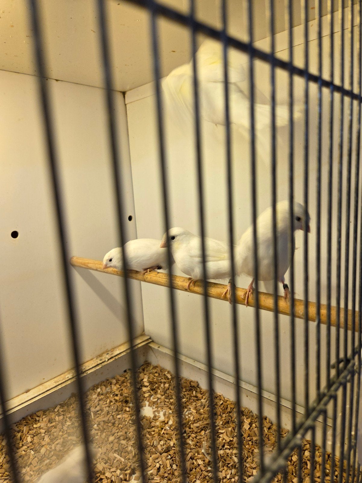 witte kanaries, Meerdere dieren, Kleurkanarie