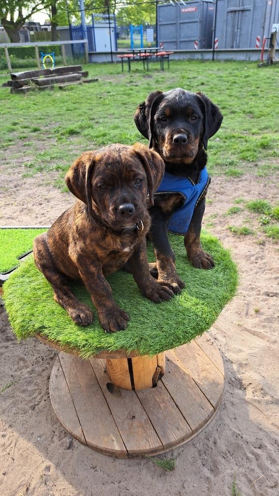 Kruising Rottweiler x Rottweiler-BullyXL, Reu, 8 tot 15 weken, Meerdere, Nederland