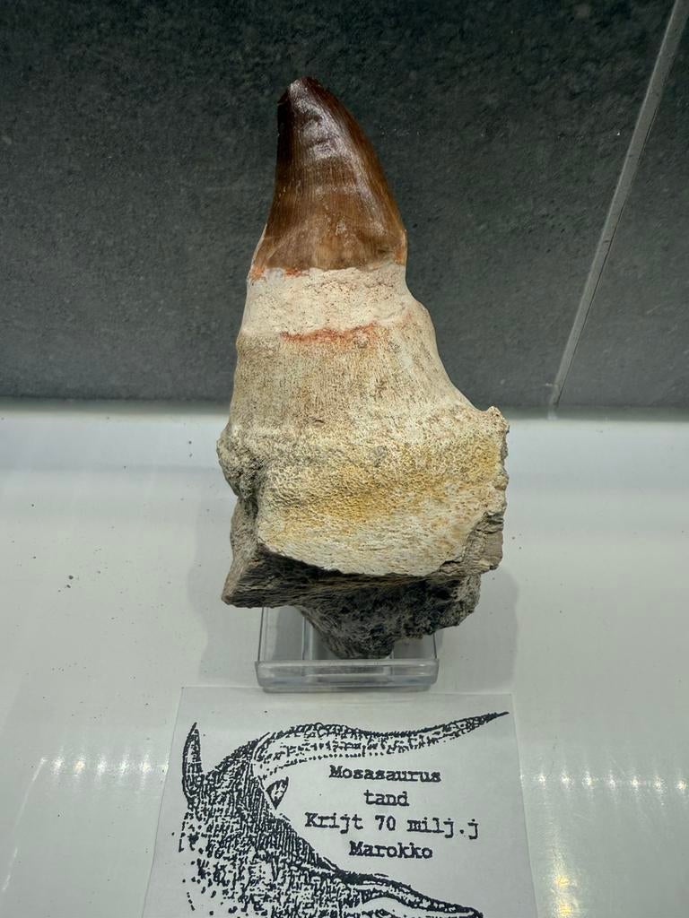 Mosasaurus kaak deel, Ophalen of Verzenden, Fossiel