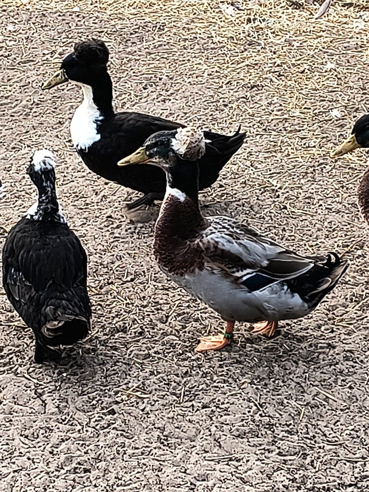 te koop oud hollandse kuifeenden, Dieren en Toebehoren, Mannelijk, Eend