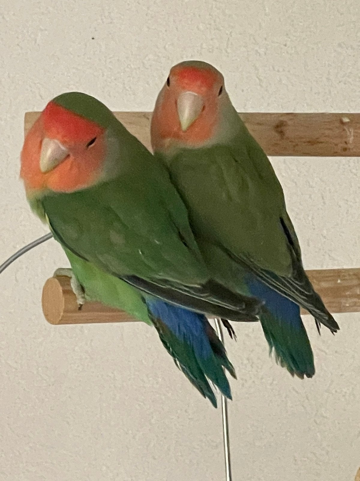 Prachtige Agapornis Dwergpapegaai Lovebird Diverse Kleuren, Meerdere dieren, Dwergpapegaai of Agapornis, Tam