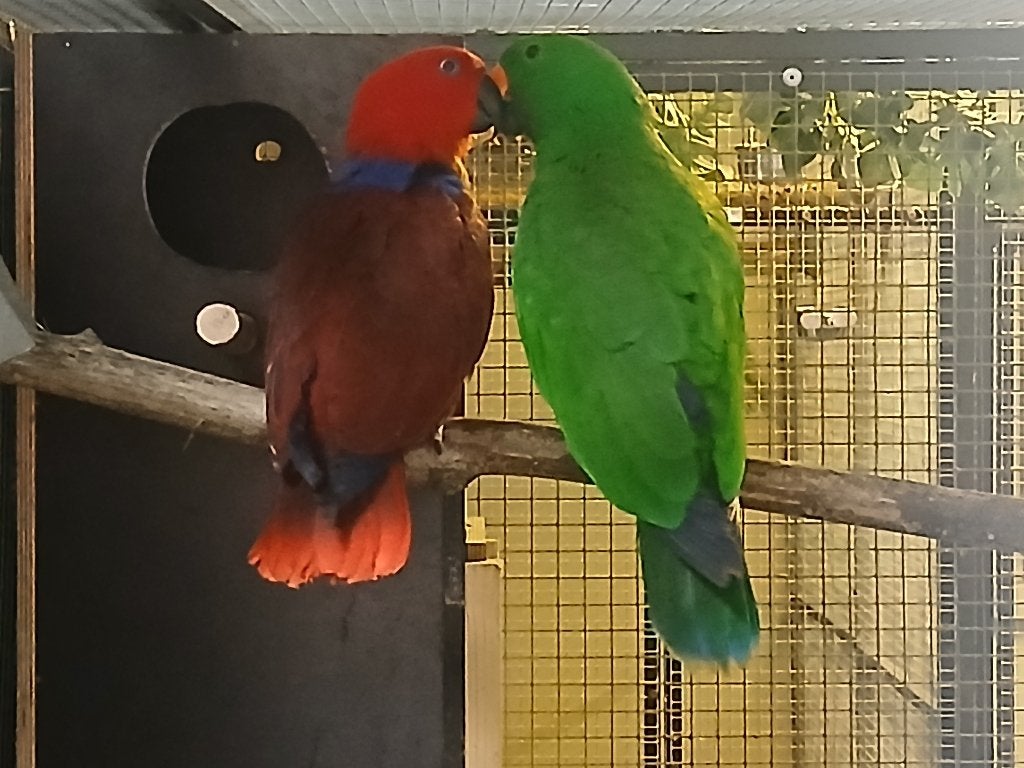 1-1 bewezen koppel edels, Dieren en Toebehoren, Vogels | Parkieten en Papegaaien, Meerdere dieren, Papegaai, Geringd