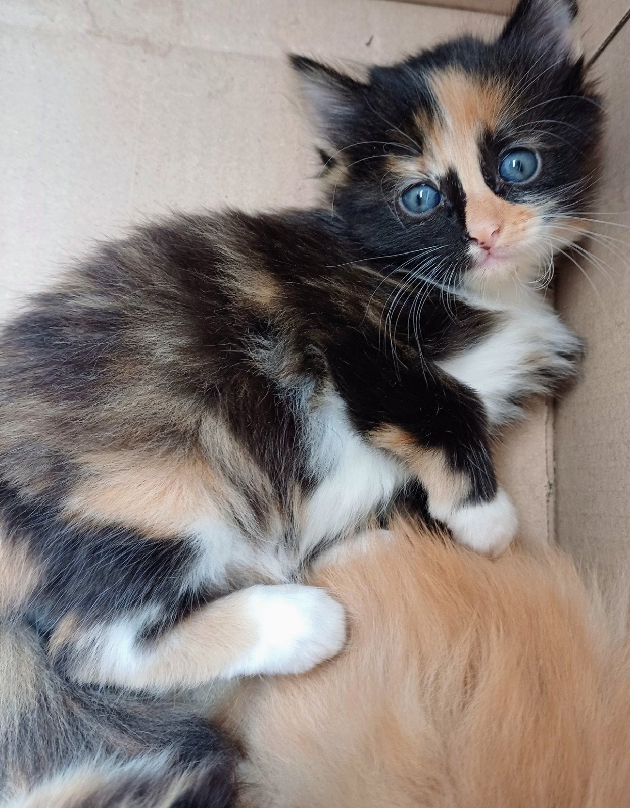 ❤️Zeer mooie kittens maincoon, Meerdere dieren