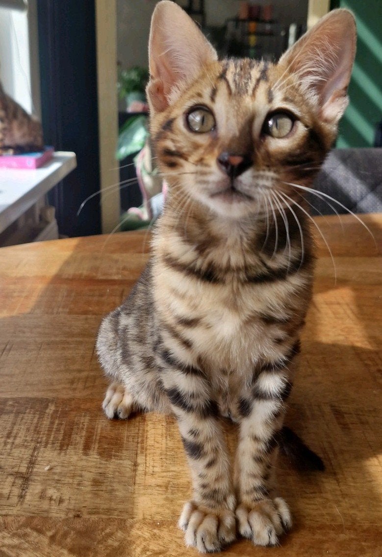 Bengaal kittens met stamboom gechipt en gevaccineerd, Dieren en Toebehoren, Kater, Met stamboom, 0 tot 2 jaar