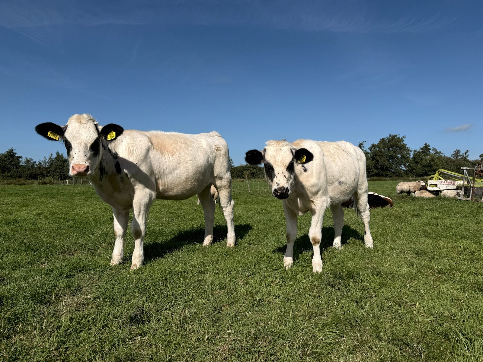 Te koop: 2 jonge koeien – geboren oktober 2025, Mannelijk, 0 tot 2 jaar