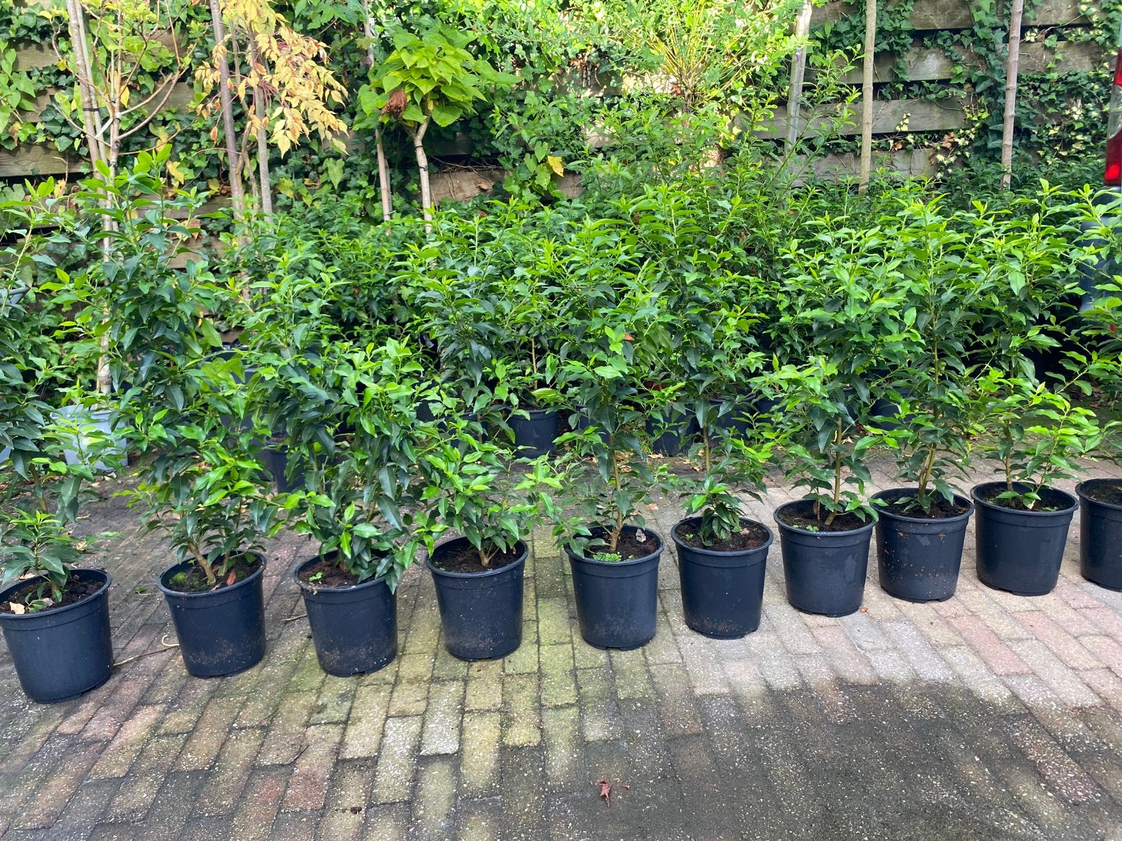 Laurier Novita -Portugese Laurier, Ophalen, Laurier, 100 tot 250 cm