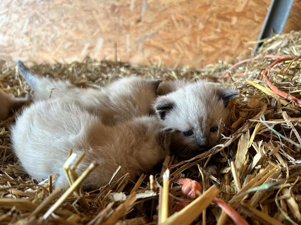 Mooie kittens.