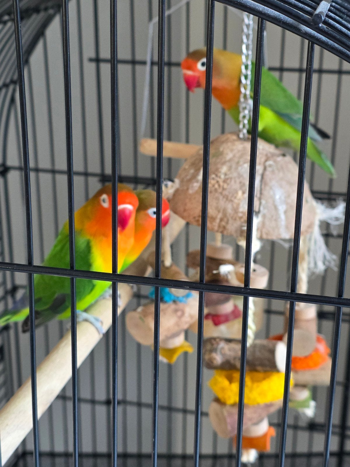 mooi bewezen koppel agapornissen TT kwaliteit, Meerdere dieren, Dwergpapegaai of Agapornis, Geringd