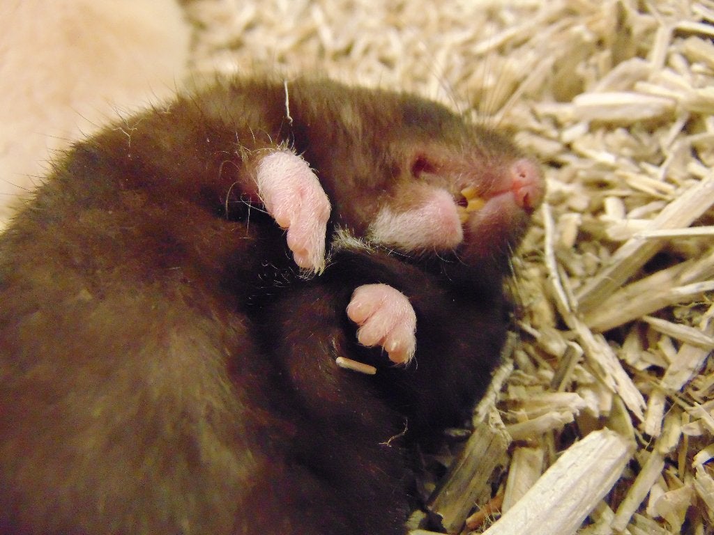 Hamsters goudhamsters in Assen., Hamster, Juli, Meerdere dieren, Tam