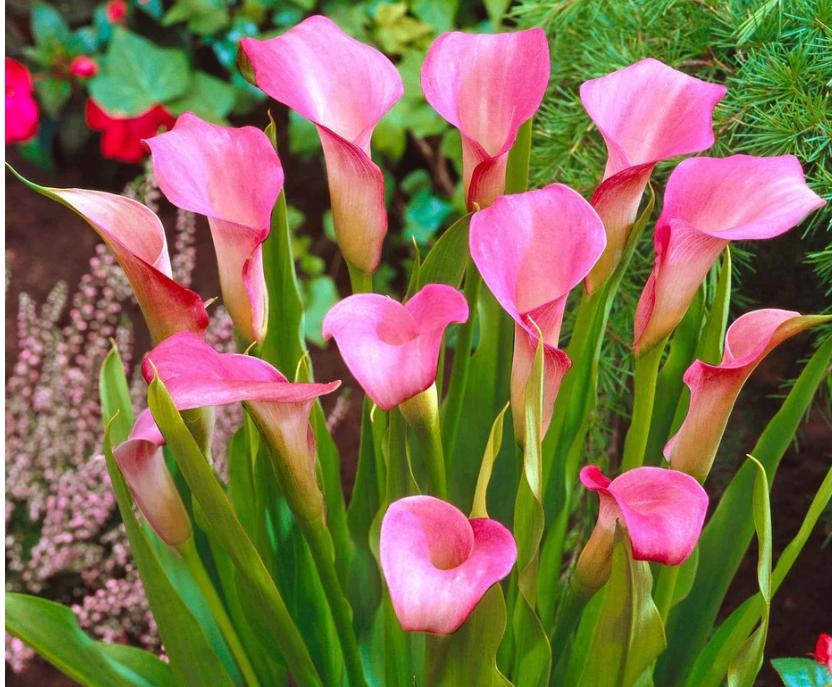 zantedeschia, calla, aronskelk knollen, Ophalen of Verzenden, Voorjaar, Volle zon, Knol