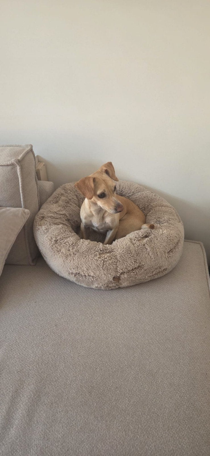 Trouwe knuffelkont Lou (3) zoekt een 'forever home'., Particulier, Reu, Buitenland, Parvo