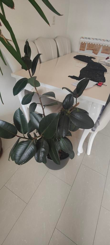 Ficus Elastica Abidjan, Ophalen, Ficus, Halfschaduw, Minder dan 100 cm