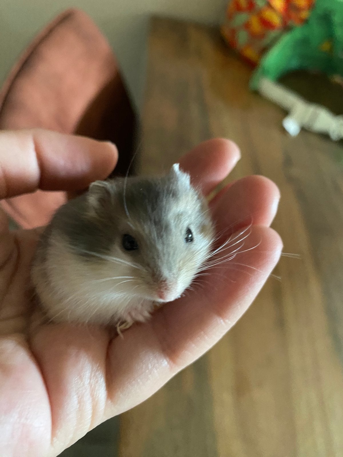 Dwerghamster baby tam!, Dieren en Toebehoren, Hamster, April, Vrouwelijk, Tam