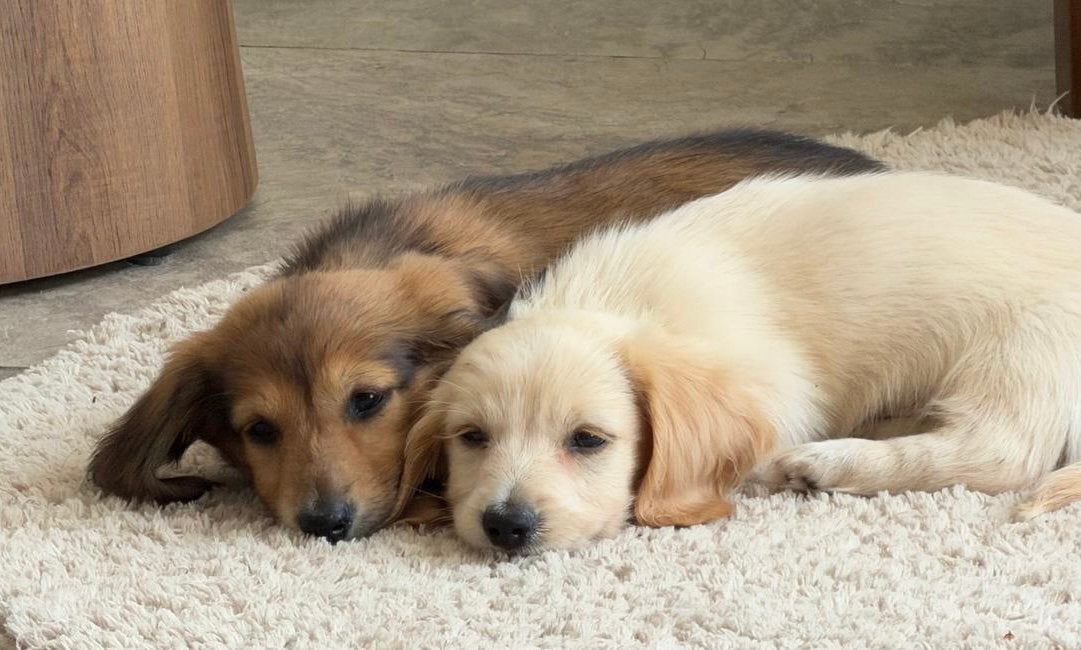 Cream Dwerg Teckel Pup REU Hollywood teckel (cream), Dieren en Toebehoren, België, Fokker | Hobbymatig, Dwerg, Langhaar