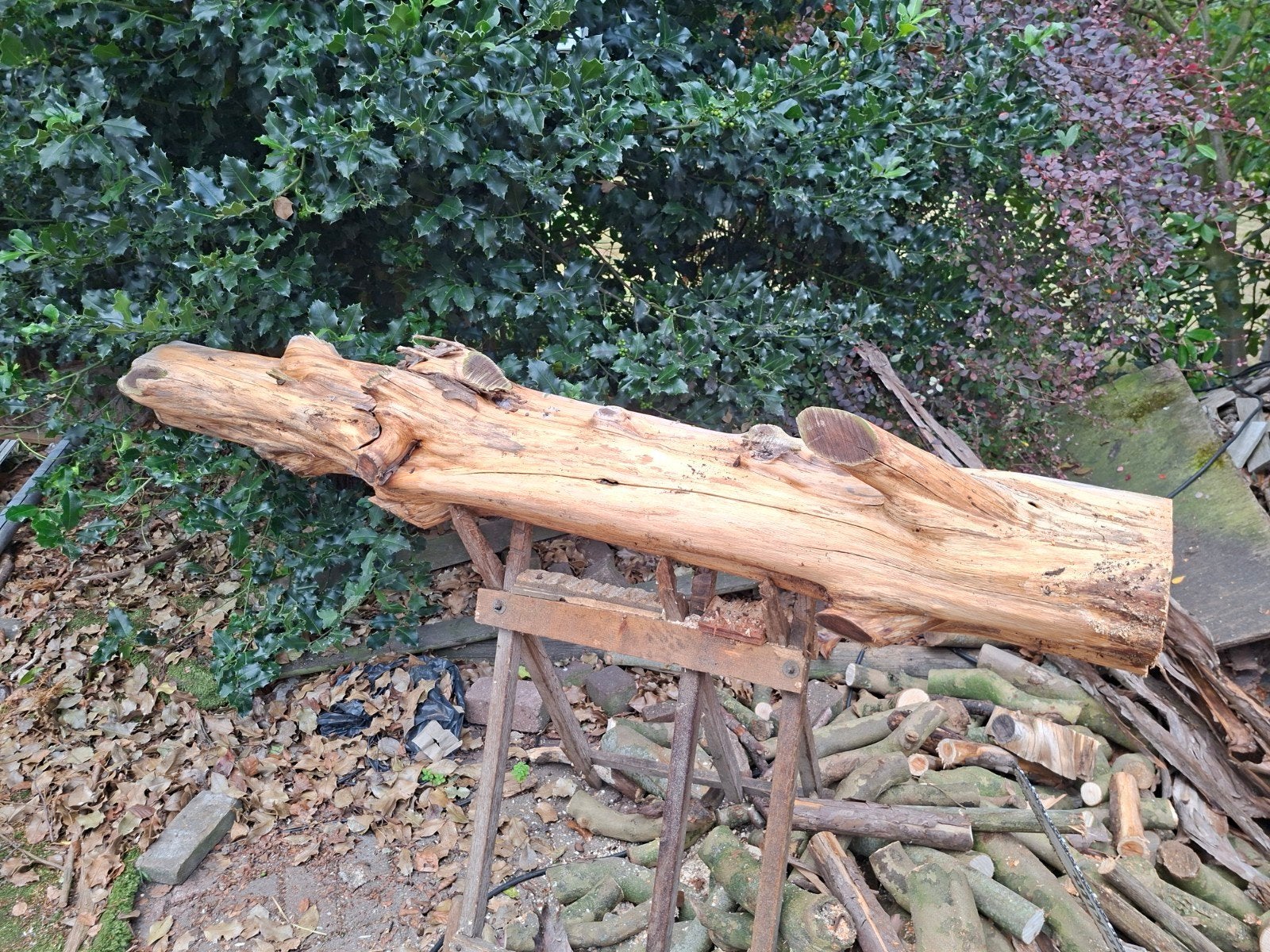 taxus hout, Ophalen, Overige typen, 50 mm of meer, Minder dan 200 cm