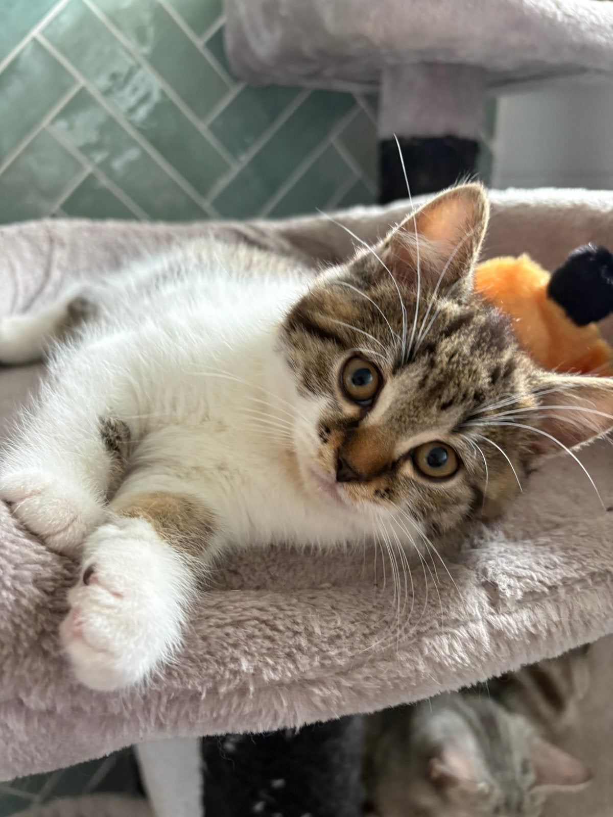 Kruising britse korthaar kitten, Kater
