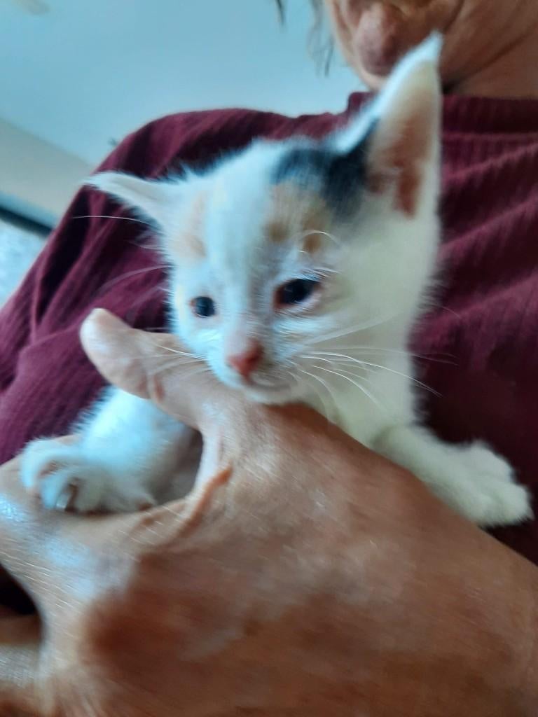 5 prachtige kittens, Geslacht onbekend, Ontwormd, 0 tot 2 jaar