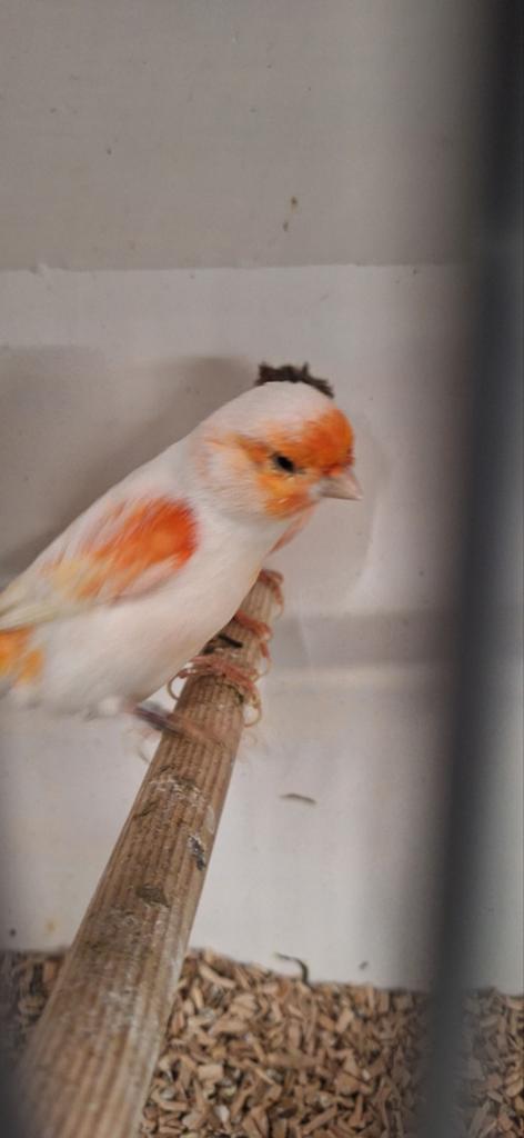 Mooie kanaries uit buiten volière mannen en poppen geringd, Meerdere dieren, Kleurkanarie